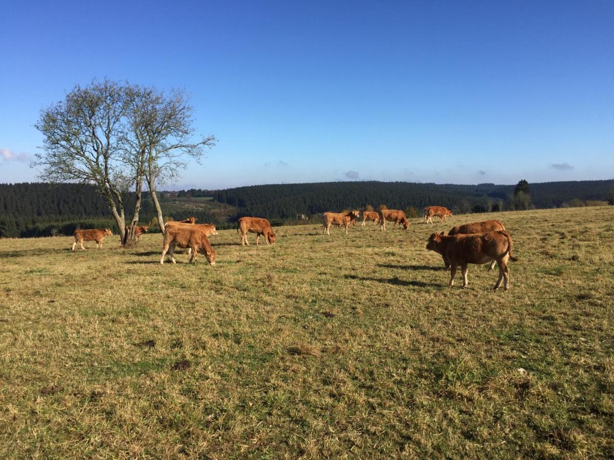 Chalet De Charme, Le "Caribou Lodge", Eifel Belge Bullange Exteriér fotografie